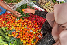 Harga Cabai Merah Turun Drastis, Petani Cabai Merugi