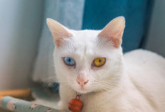Warna Mata Kucing Berbeda Dianggap Buta, Mitos Atau Fakta ? Simak Penjelasannya