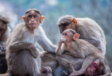 Kenali 14 Fakta Monyet, Salah Satunya Cara Unik Memperkuat Hubungan Sesama Monyet 