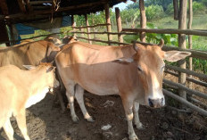 Kesadaran Vaksinasi Ternak Masih Rendah