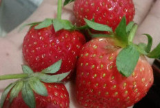Berikut 10 Cara Menanam Strawberry Pakai Polybag di Perkarangan Rumah, Pasti Panen!