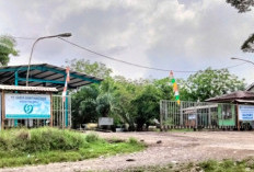 Belum Ditindak, 9 Pabrik Kelapa Sawit di Mukomuko Tak Miliki Kebun Inti