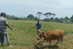 Cegah Penyakit Kembung Ternak,  Dinas Pertanian Sarankan Ini!