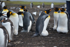 Berada di Puncak Rantai Makanan di Kutub Selatan, Inilah Fakta Penguin