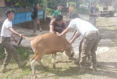  Ternak Masih Bebas Berkeliaran, Pemerintah Dinilai Belum Tegas Sanksi 