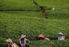 Temuan Pakaian Dalam di Kebun Teh Kabawetan Viral di Medsos
