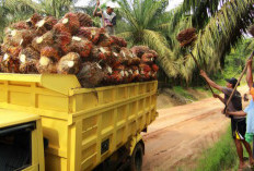 Harga TBS Sawit di Mukomuko Bertahan di Angka Rp2.840 Hingga Rp2.950 Perkilogram