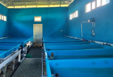 Dorong Ekonomi Warga, Pemkab Mukomuko Gratiskan Benih Ikan untuk Pembudidaya Baru