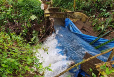 Irigasi Induk Jebol Lagi, Jelang Panen 300 Hektare Sawah Terancam   