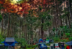 Mitos Larangan Mengucapkan Kata Kasar di Hutan, Ini Penjelasannya