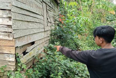 Gudang Proyek di Selebar Kota Bengkulu Dibobol, Material Senilai Rp5 Juta Dicuri