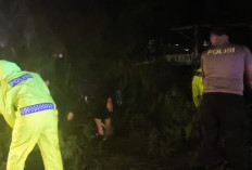 Angin Kencang, Pohon Tumbang Lukai Warga di Kota Bengkulu