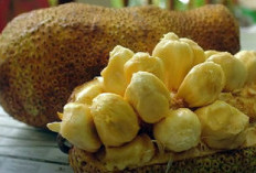 Cempedak: 7 Manfaat untuk Kesehatan, Salah Satunya Mencegah Penyakit Jantung