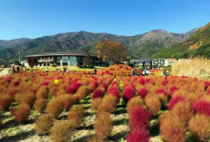 Destinasi Healing dan Spot Foto Instagram Terbaik! Berikut 4 Fakta Keajaiban Gunung Fuji di Jepang