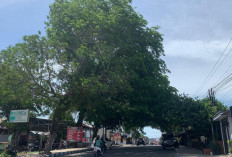  Ancaman Pohon Tumbang Masih Hantui Pengendara di Kota Bengkulu