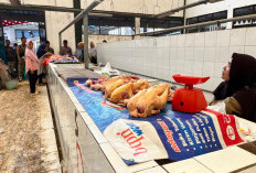 Harga Ayam Potong di Bengkulu Selatan Masih Tinggi, Daya Beli Menurun