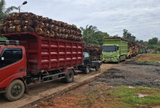 BKD Pungut Pajak Parkir di Seluruh Perusahaan Kelapa Sawit