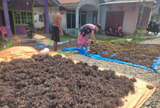 Rumput Laut jadi Komoditi Menjanjikan di Kaur