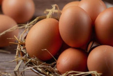Telur Busuk jangan Dibuang, Ini 10 Manfaatnya yang Menguntungkan 