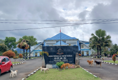 Lebong Masih Rawan Rabies, Cakupan Vaksinasi HPR Jauh dari Target