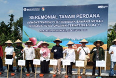 Distan Kembangkan Budidaya Bawang Merah, Pengendalian Inflasi di Mukomuko