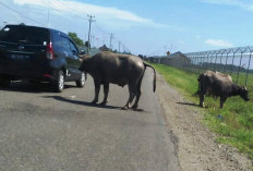 Sapi Masih Berkeliaran di Kota Mukomuko, Satpol PP Dinilai Gagal Tegakkan Perda
