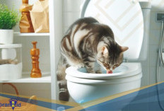 Kenapa Kucing Suka Minum Air WC? Berikut 5 Alasannya