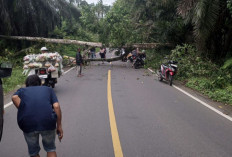 Pohon Tinggi 30 Meter Tumbang Melintang di Jalan Desa Air Latak Seluma