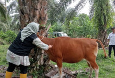 Cegah Penyakit Ternak, Usul Bantuan 5 Ribu Dosis Vaksin