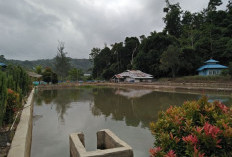 DAK Nihil, Program Benih Ikan BBI Suku Tiga Terancam Gagal, Pakan Habis, Indukan Banyak Mati