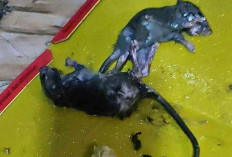 Nyawa Bisa Melayang Gara-gara Tikus Bersarang di Rumah! Usir dengan Cara Mudah Ini…