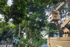 Pangkas Pohon Hutan Konak di Sisi Jalan Menuju Kantor Bawaslu Rawan Tumbang
