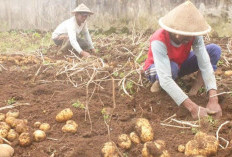 Jangan Sembarangan, Sebaiknya Gunakan Jarak Tanam untuk Menanam Kentang