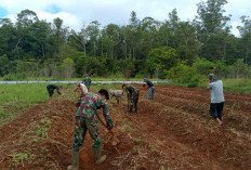 Satgas Yonif 144/JY Dukung dan Tingkatkan Hanpangan di Perbatasan Papua