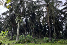 5 Dampak Buruk Perkebunan Kelapa Sawit, Salah Satunya Rakus Air 