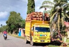 Akhir Tahun Harga TBS Sawit Meroket, Hasil Panen Meningkat