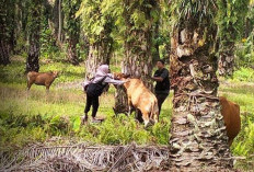 PMK Mulai Teratasi, Kasus Jembrana Bertambah Lagi, Zona Merah Kawasan Bangkahan Masih Berlangsung