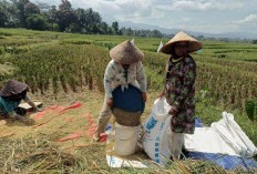 Harga Mulai Anjlok, Bulog Siap Tampung Gabah hingga Beras Petani