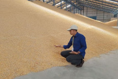 Produksi Jagung Bengkulu Selatan Terbesar di Provinsi Bengkulu