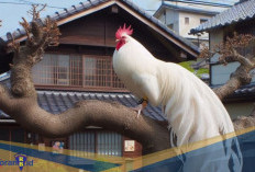 Spesies Langka! Berikut 6 Fakta Unik Onagadori, Ayam dengan Ekor yang Sangat Panjang