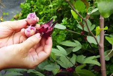 Tanaman Herbal! Berikut 5 Fakta Unik Rosela