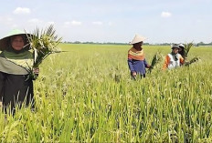 Ekonomi Bengkulu Tumbuh 4,56 Persen, Ditopang Pertanian dan Konsumsi