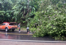 Badai! Ada pohon Tumbang di Liku 9, 2 Unit Rumah Terdampak