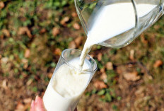 Manfaat Minum Susu untuk Kesehatan Salah Satunya Untuk Jantung