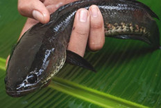 Konsumsi Ikan Gabus Bisa Percepat Penyembuhan Luka Operasi Caesar, Ini Kandungannya
