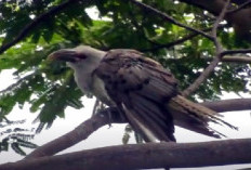 5 Fakta Unik Karakalo Australia: Burung Parasit Raksasa