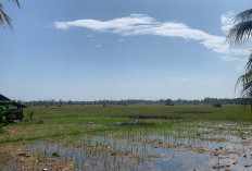  Lahan Sawah di Kota Bengkulu Bakal Diperluas Hingga 1.165 Hektare