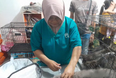 Maksimalkan Penanganan Pasien Gigitan HPR, Dinkes Mukomuko Tambah 2 Rabies Center