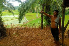 Baru Lunas Cicilan, Sepeda Motor Warga Seluma Disikat Maling