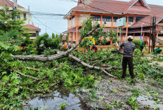 Total 14 Pohon Tumbang Selama 5 Hari di Kota Bengkulu, BPBD Imbau Masyarakat Kurangi Aktivitas Keluar Rumah